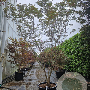 Acer pal. 'Bloodgood' 200-250 cm container meerstammig