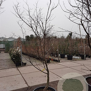 Acer pal. 'Bloodgood' 200-250 cm container meerstammig