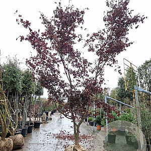 Acer pal. 'Bloodgood' 350-400 cm draadkluit meerstammig