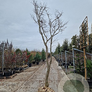 Acer pal. 'Bloodgood' 350-400 cm draadkluit solitair 2-3 tak