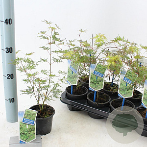 Acer pal. 'Emerald Lace' 25-30 cm P10,5