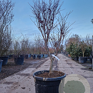 Acer pal. 'Fireglow' 125-150 cm container meerstammig