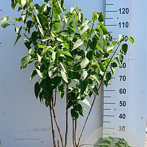 Syringa v. 'Mme Lemoine' 100-125 cm 20L