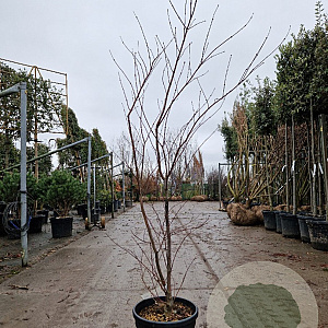 Acer pal. 'Fireglow' 150-175 cm 15L