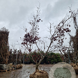 Acer pal. 'Fireglow' 200-250 cm draadkluit solitair