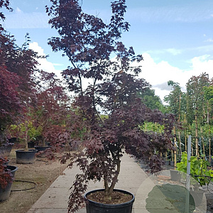 Acer pal. 'Fireglow' 300-350 cm container solitair meerstammig