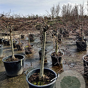 Acer pal. 'Garnet' 100 cm stam container kroon 100-125