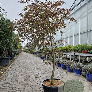 Acer pal. 'Garnet' 100 cm stam container kroon 100-125
