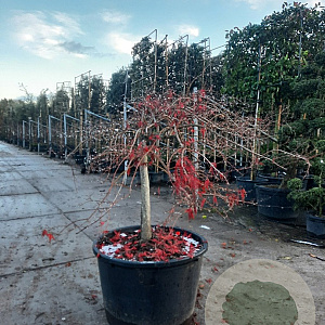 Acer pal. 'Inaba-shidare' 70 cm stam container kroon 125-150