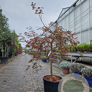 Acer pal. 'Inaba-shidare' 80 cm stam container kroon 100-125