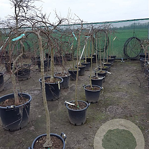 Acer pal. 'Inaba-shidare' 100 cm stam container kroon 80-100