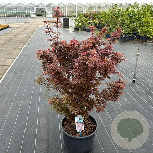 Acer pal. 'Jerre Schwartz' 80-90 cm 35L