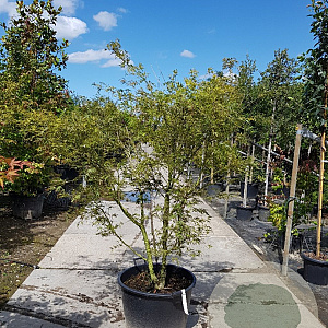 Acer pal. 'Manyû-no-sato' 175-200 cm container meerstammig paraplu