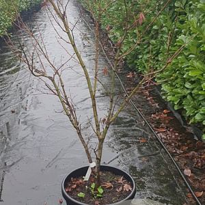 Acer pal. 'Osakazuki' 125-150 cm container meerstammig