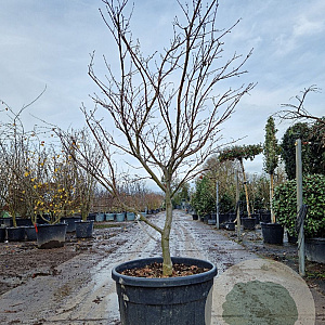 Acer pal. 'Osakazuki' 150-175 cm cont. 90L meerstammig