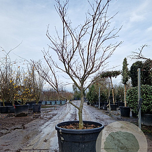 Acer pal. 'Osakazuki' 150-175 cm cont. 90L meerstammig