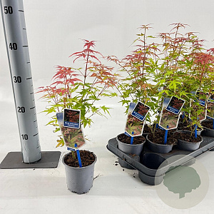 Acer pal. 'Phoenix' 25-30 cm P10,5