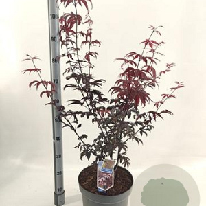 Acer pal. 'Red Emperor' 80-100 cm 10L