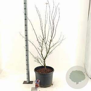 Acer pal. 'Red Pygmy' 100-120 cm 35L