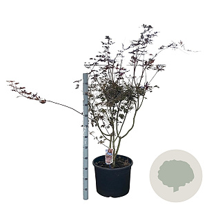 Acer pal. 'Trompenburg' 90-100 cm 35L