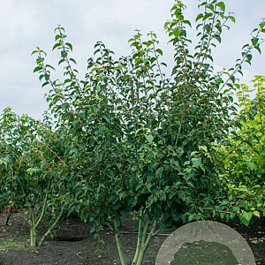 Acer rufinerve 350-400 cm draadkluit meerstammig op aanvraag