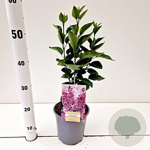 Syringa v. 'Sensation' 30-40 cm 2,0L