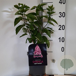Syringa v. 'Sensation' 30-40 cm 2,0L