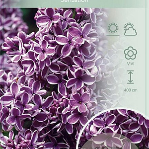 Syringa v. 'Sensation' 60-80 cm 7,5L