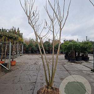 Albizia julibrissin 300-350 cm draadkluit meerstammig solitair