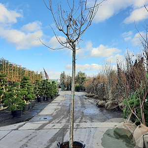 Albizia julibrissin 200 cm stam container 16-18 leiboom