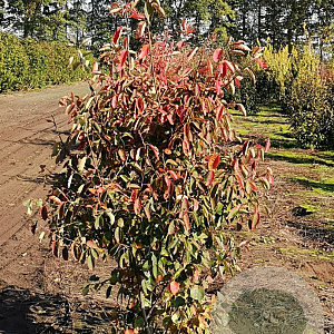 Amelanchier lamarckii 150-175 cm draadkluit