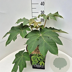 Tetrapanax papyrifer 'Rex' 30-40 cm 10L