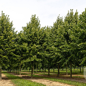 Tilia americana 'Neglect' 20-25 HO draadkluit 250 cm stam