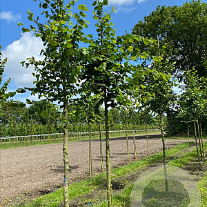 Tilia cordata 'Böhlje' 20-25 HO draadkluit 250 cm stam