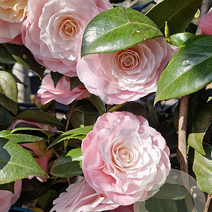 Camellia japonica 100-125 cm 15L