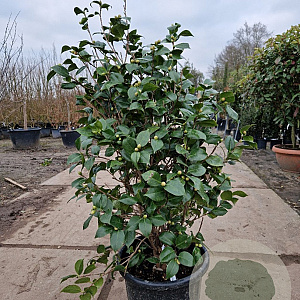 Camellia japonica 100-125 cm 30L
