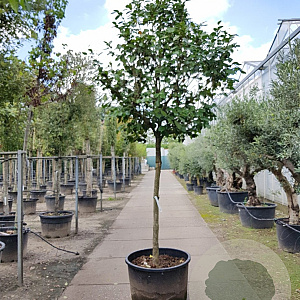 Camellia japonica 180 cm stam container 20-25