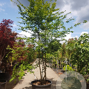 Carpinus betulus 350-400 cm container meerstammig extra