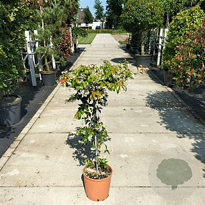 Trachelospermum jasminoides halfstam container