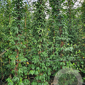 Trachelospermum jasminoides 300 cm 35L