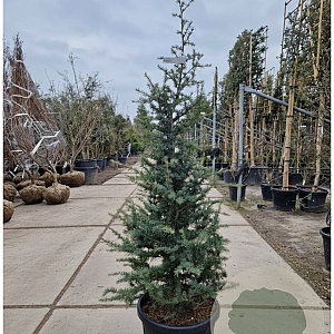Cedrus deod. 'Robusta Glauca' 150-175 cm 35L