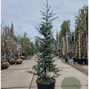 Cedrus deod. 'Robusta Glauca' 175-200 cm 35L