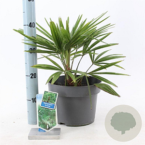 Trachycarpus fortunei 40-50 cm 5,0L