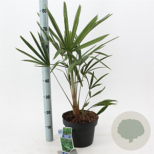 Trachycarpus fortunei 40-50 cm 5,0L