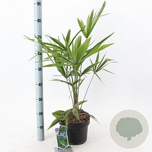 Trachycarpus fortunei 40-50 cm 5,0L