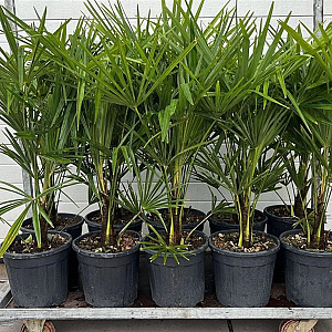 Trachycarpus fortunei GM cont. 90L