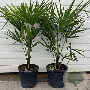 Trachycarpus fortunei GM cont. 90L