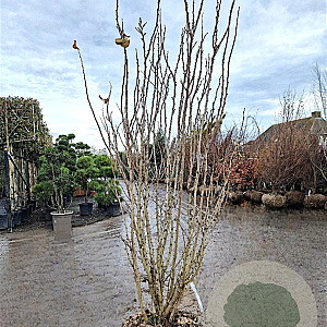 Cercis chinensis 'Avondale' 200-250 cm draadkluit meerstammig