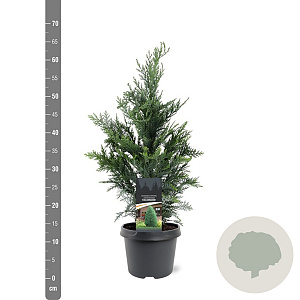 Chamaecyparis l. 'Columnaris' 50-60 cm 3,0L