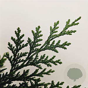 Chamaecyparis l. 'Columnaris' 50-60 cm 3,0L